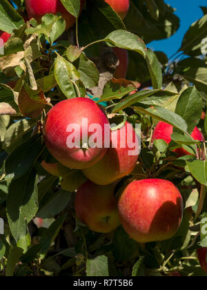 La coltivazione di apple, Lagundo vicino a Merano, Regione Sud Tyrol-Bolzano, Italia, Europa Foto Stock