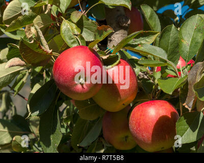 La coltivazione di apple, Lagundo vicino a Merano, Regione Sud Tyrol-Bolzano, Italia, Europa Foto Stock