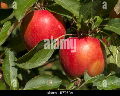 La coltivazione di apple, Lagundo vicino a Merano, Regione Sud Tyrol-Bolzano, Italia, Europa Foto Stock