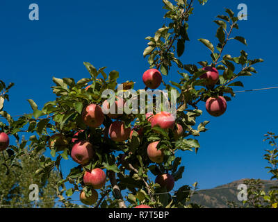 La coltivazione di apple, Lagundo vicino a Merano, Regione Sud Tyrol-Bolzano, Italia, Europa Foto Stock