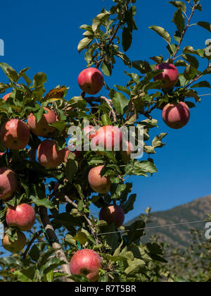 La coltivazione di apple, Lagundo vicino a Merano, Regione Sud Tyrol-Bolzano, Italia, Europa Foto Stock