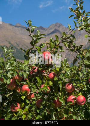 La coltivazione di apple, Lagundo vicino a Merano, Regione Sud Tyrol-Bolzano, Italia, Europa Foto Stock