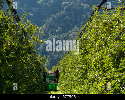 La coltivazione di apple, Lagundo vicino a Merano, Regione Sud Tyrol-Bolzano, Italia, Europa Foto Stock