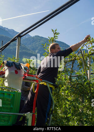 La coltivazione di apple, Lagundo vicino a Merano, Regione Sud Tyrol-Bolzano, Italia, Europa Foto Stock