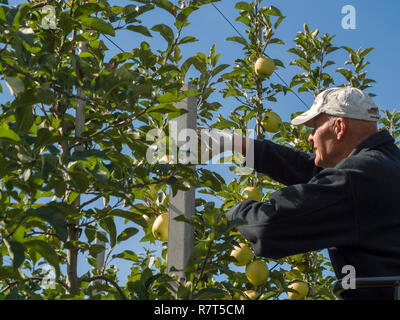 La coltivazione di apple, Lagundo vicino a Merano, Regione Sud Tyrol-Bolzano, Italia, Europa Foto Stock