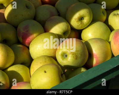 La coltivazione di apple, Lagundo vicino a Merano, Regione Sud Tyrol-Bolzano, Italia, Europa Foto Stock