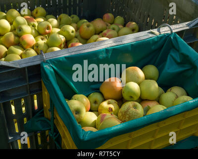 La coltivazione di apple, Lagundo vicino a Merano, Regione Sud Tyrol-Bolzano, Italia, Europa Foto Stock