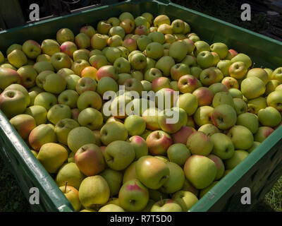 La coltivazione di apple, Lagundo vicino a Merano, Regione Sud Tyrol-Bolzano, Italia, Europa Foto Stock