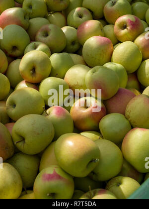 La coltivazione di apple, Lagundo vicino a Merano, Regione Sud Tyrol-Bolzano, Italia, Europa Foto Stock