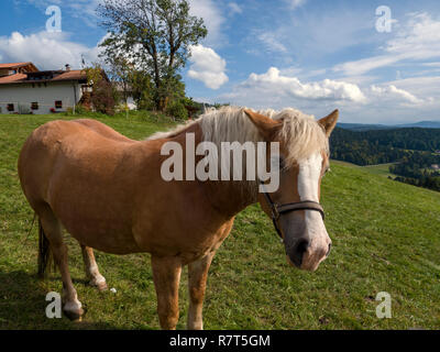 Cavalli di Razza Haflinger vicino a Verano, Regione Sud Tyrol-Bolzano, Italia, Europa Foto Stock