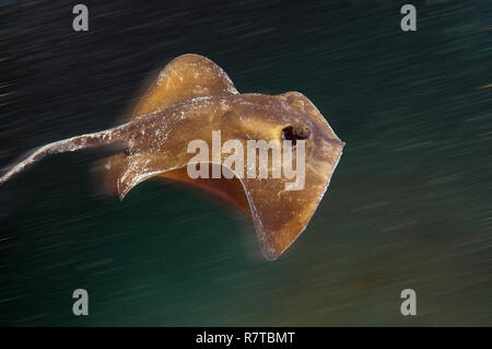 Stingray comune (Dasyatis pastinaca), Mar Nero, Crimea, Ucraina Foto Stock