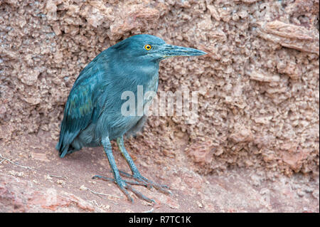 Airone di lava (Butorides sundevalli), Galápagos Foto Stock