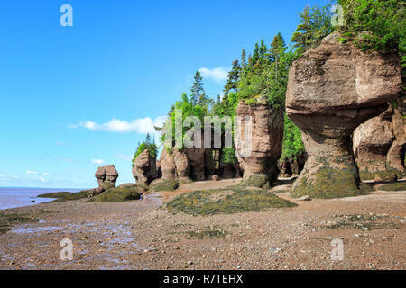 La Hopewell rocce sono formazioni di pietra in 'rocce Privincial Park' in New Brunswick, Canada. Le formazioni rocciose sono state causate da fenomeni di erosione di marea. Foto Stock