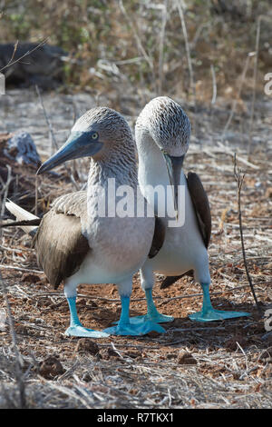 Paio di Galápagos Blu-footed Booby (Sula nebouxii excisa), Seymour Norte, Isole Galapagos, Ecuador Foto Stock