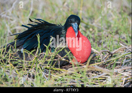 Magnifica Frigate Bird (Fregata magnificens), maschio, Seymour Norte, Isole Galapagos, Ecuador Foto Stock