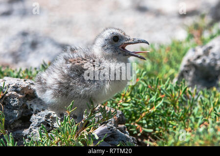 Swallow-tailed Gull (Larus furcatus syn Creagrus furcatus), pulcino, South Plaza Island Isole Galapagos, Ecuador Foto Stock