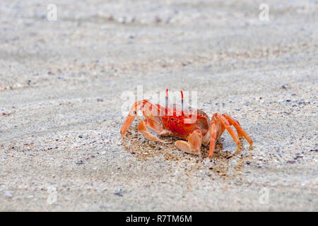 Il granchio fantasma (Ocypode gaudichaudii), San Cristobal Island Isole Galapagos, Ecuador Foto Stock