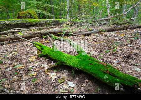 Un muschio-log coperto giacente sul suolo della foresta vicino a grandi registri e alberi. Tallman Mountain State Park, New York Foto Stock