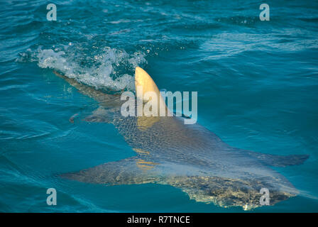 Lo squalo limone (Negaprion brevirostris) nuoto in superficie, Bahama banche, Bahamas Foto Stock