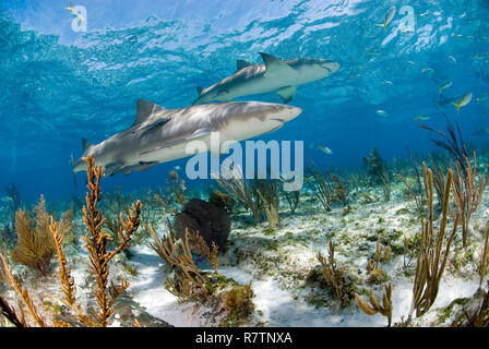 Due squali limone (Negaprion brevirostris) con Remoras (Echeneidae) nuoto su una scogliera di corallo, Bahama banche, Bahamas Foto Stock