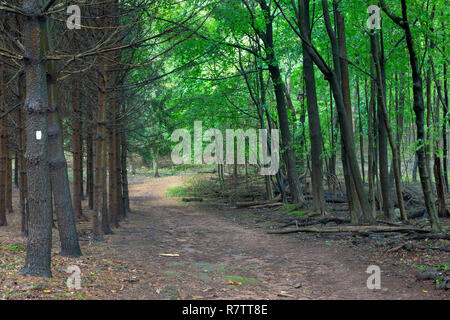 La Briglia percorso passando per la vecchia fattoria sempreverdi come teste più in profondità nel bosco. Kennedy Dells County Park, New York Foto Stock