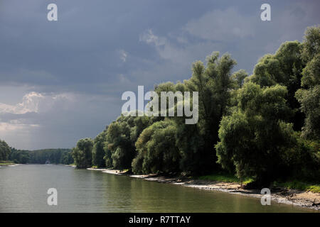 Fiume Danubio, il Delta del Danubio Riserva della Biosfera, vicino a Tulcea, Romania Foto Stock