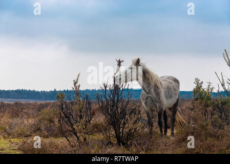 Skinny cavallo bianco mangiare top delle boccole nel nuovo Forrest Parco Nazionale di Hampshire REGNO UNITO Foto Stock