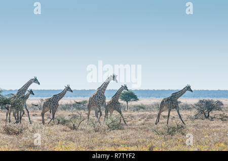 Le giraffe in esecuzione presso la savana Foto Stock