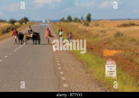 Madagascar, regione di Ihorombe, la National Highway 7, un zebù carrello Foto Stock