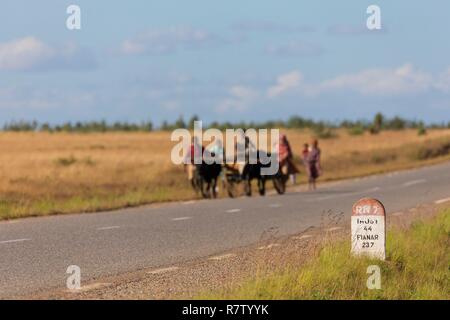 Madagascar, regione di Ihorombe, la National Highway 7, un zebù carrello Foto Stock