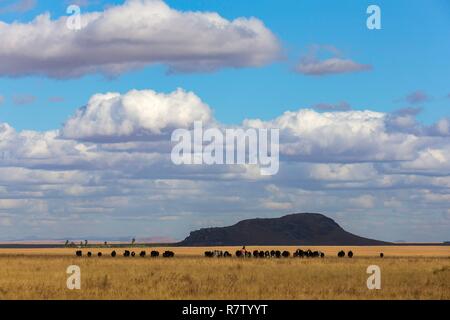 Madagascar, regione di Ihorombe, la National Highway 7, allevamento di zebu e il suo custode Foto Stock