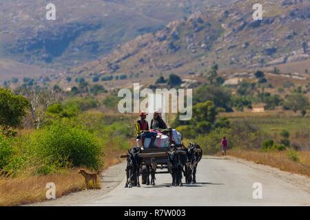 Madagascar, regione di Ihorombe, la National Highway 7, un zebù carrello Foto Stock