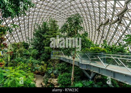 Cina Shanghai Giardino Botanico Serra Umido clima subtropicale di alberi e piante Foto Stock