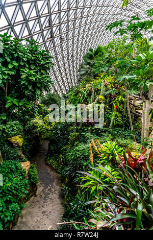 Cina Shanghai Giardino Botanico Serra Umido clima subtropicale di alberi e piante Foto Stock