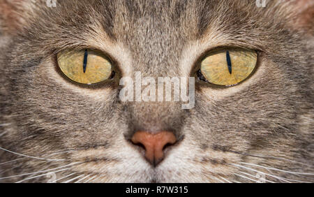 Close-up immagine di un blu tabby cat gli occhi, con un intensa e guardare il viewer Foto Stock