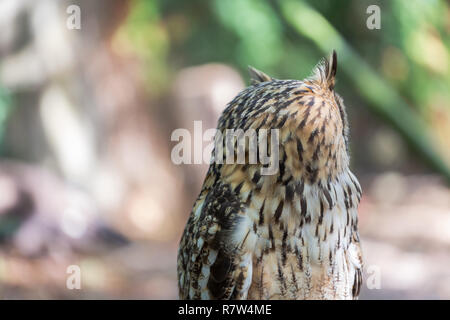 Vista dettagliata del gufo cornuto indiano, il gufo reale, Bubo bengalensis... Foto Stock