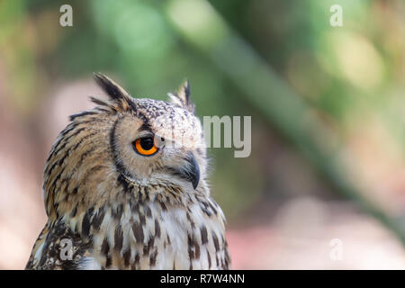 Vista dettagliata del gufo cornuto indiano, il gufo reale, Bubo bengalensis... Foto Stock