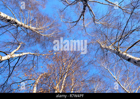 Le betulle in autunno soleggiata vista sulla foresta di alberi dal basso in alto Foto Stock