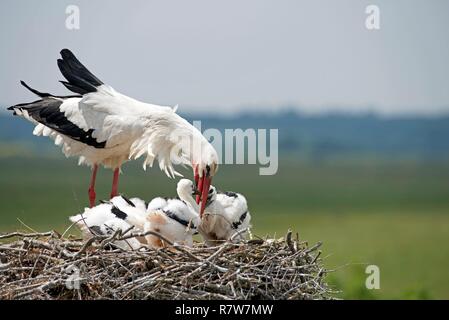 Cicogna bianca alimentare youngs sul nido (Ciconia ciconia), Francia Foto Stock