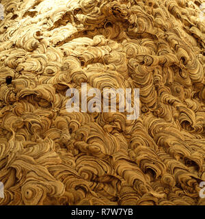 Wasp Nest del dettaglio. Nido di vespe. Design circolare. Design a spirale. Nido di insetti. Foto Stock