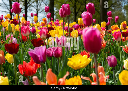 Visualizzazione dei tulipani in tutto il mondo la più grande lampada Flower Garden a giardini Keukenhof in aprile 2018 Lisse, Holland, Paesi Bassi Foto Stock