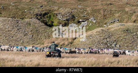 Coltivatore su quad bike raccogliere swaledale pecore off moorland in autunno. Cumbria, Regno Unito. Foto Stock