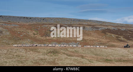 Coltivatore su quad bike raccogliere swaledale pecore off moorland in autunno. Cumbria, Regno Unito. Foto Stock