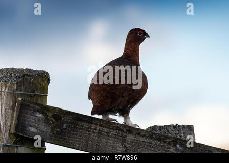 Red Grouse, Lagopus lagopus, seduto su una staccionata di legno. North Yorkshire, Regno Unito. Foto Stock