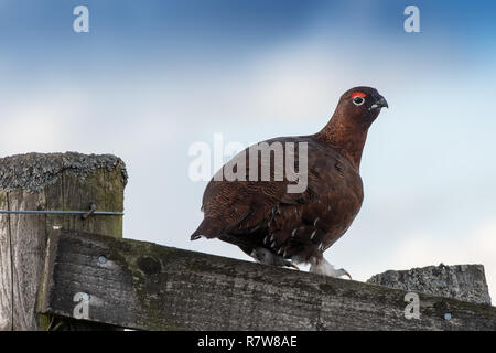 Red Grouse, Lagopus lagopus, seduto su una staccionata di legno. North Yorkshire, Regno Unito. Foto Stock