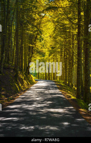 Albero Bosco nebbioso o in legno di faggio e strada. Parco Nazionale delle Foreste Casentinesi, Toscana, Italia, Europa Foto Stock