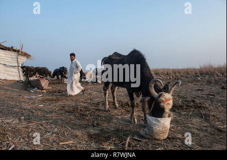 Novembre 12, 2018 - Al-Chibayish, paludi dell'Iraq meridionale, Iraq - una bufala visto alimentando ad una azienda agricola in Hamar Marsh in zone umide del sud dell'Iraq.Buffalo herders lotta per la sopravvivenza a causa della mancanza di acqua potabile pulita e adatta i foraggi causata dalla siccità.Il cambiamento climatico, la costruzione della diga in Turchia e in acque interne di cattiva gestione sono le principali cause di una grave siccità in zone umide del sud dell'Iraq. Credito: Giovanni Wreford SOPA/images/ZUMA filo/Alamy Live News Foto Stock