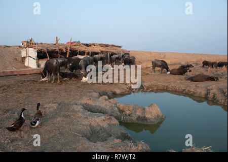 Novembre 12, 2018 - Al-Chibayish, paludi dell'Iraq meridionale, Iraq - Un bufalo agriturismo visto in Hamar Marsh in zone umide del sud dell'Iraq.Buffalo herders lotta per la sopravvivenza a causa della mancanza di acqua potabile pulita e adatta i foraggi causata dalla siccità.Il cambiamento climatico, la costruzione della diga in Turchia e in acque interne di cattiva gestione sono le principali cause di una grave siccità in zone umide del sud dell'Iraq. Credito: Giovanni Wreford SOPA/images/ZUMA filo/Alamy Live News Foto Stock