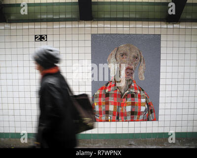 New York, Stati Uniti d'America. Decimo Dec, 2018. Un mosaico a 23rd Street Stazione della metropolitana mostra un'opera dell'artista William Wegman, che regolarmente fotografie i suoi cani Weimaraner e parzialmente travestimenti di loro. (A dpa messaggio: 'In attesa: cani Weimaraner decorano la stazione della metropolitana di New York' dal 12.12.2018) Credito: Johannes Schmitt-Tegge/dpa/Alamy Live News Foto Stock