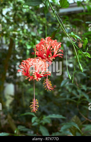 Hibiscus schizopetalus infiorescenza rosso Foto Stock